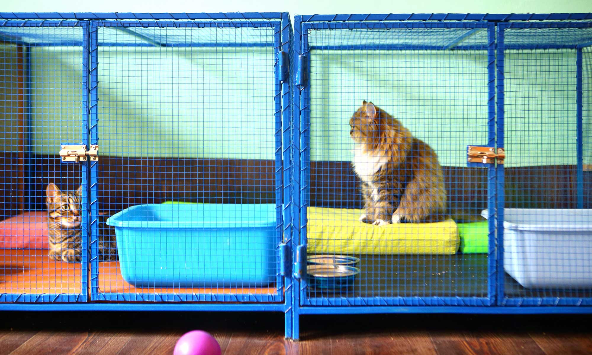 Long hair and short hair cat sit in colourful cages in boarding facility