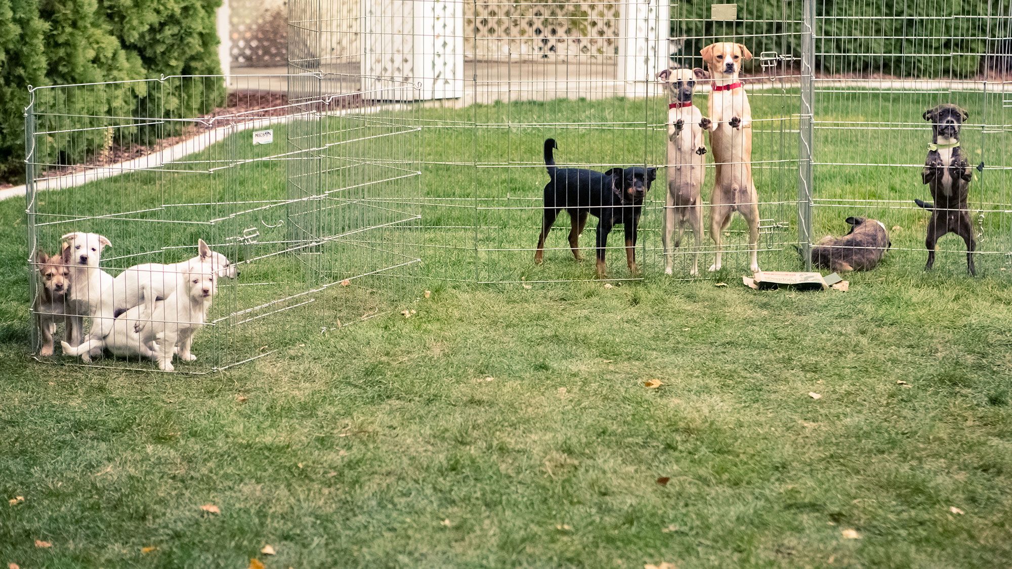 Dogs play in safe outdoor caged spaces