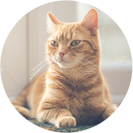 Ginger cat sits on door mat
