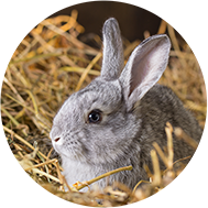 Grey rabbit on straw bedding