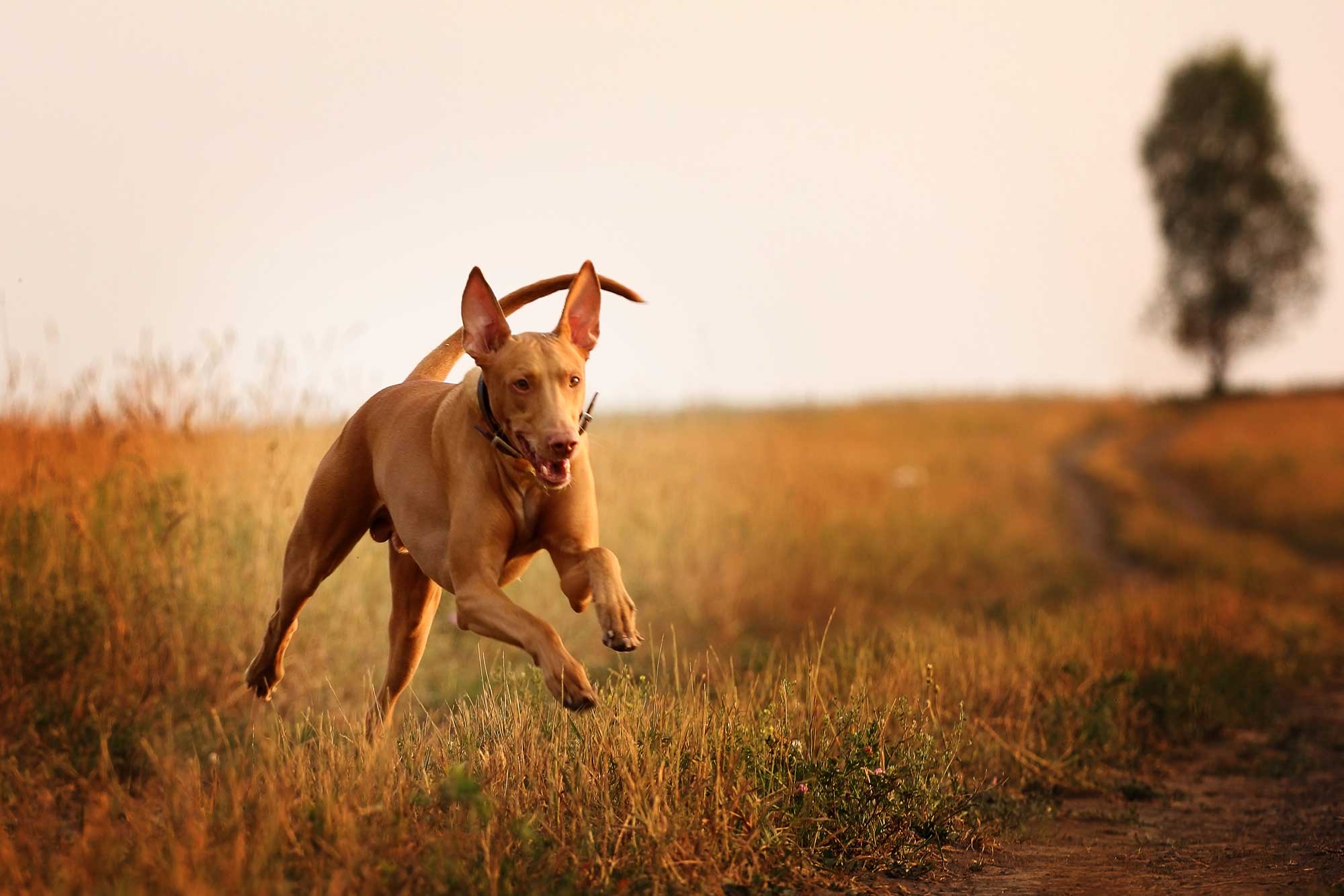 Brown lurcher dog running through grassy field at sunset