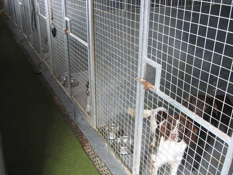 Row of dog kennels at pet accommodation