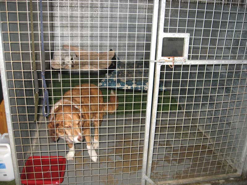 Dogs share kennel space at pet boarding facility