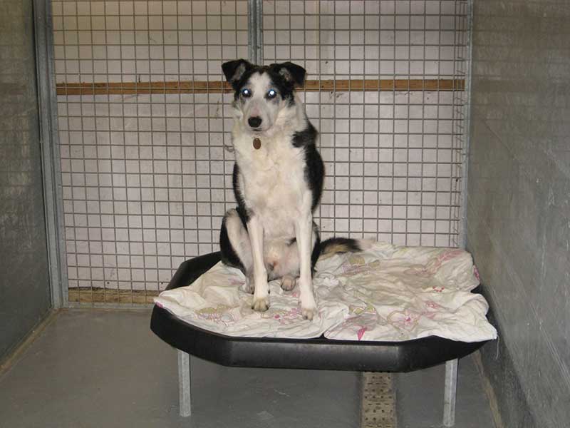 Dog sits on bed in boarding kennel