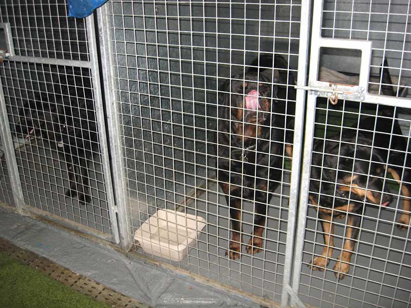 Dogs relax in large kennel boarding facility