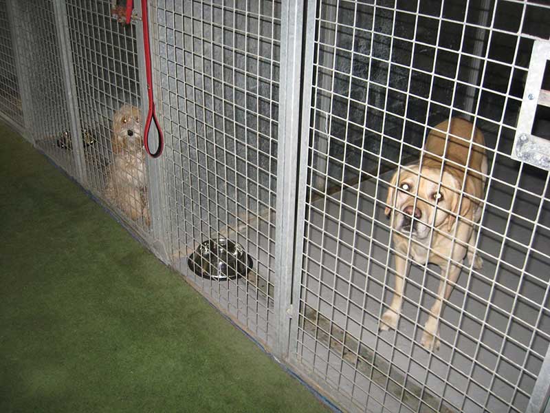 Dogs in large kennel facility