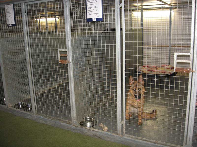 Dog sits happily in large kennel space with bed and bowl