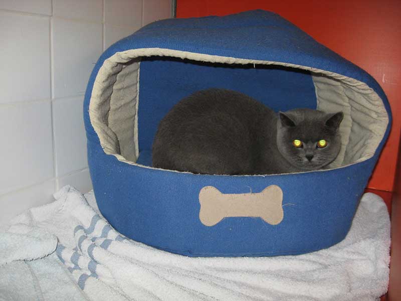 Cat sits in cosy bed in cat boarding facility