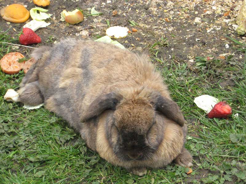 Large rabbit sits outside with food debris