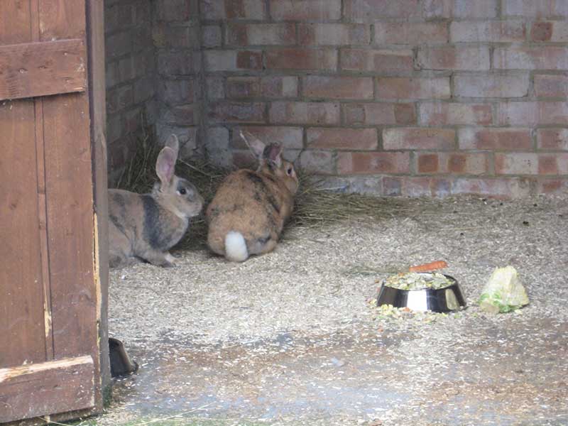 Two rabbits in large hutch space with carrot and food