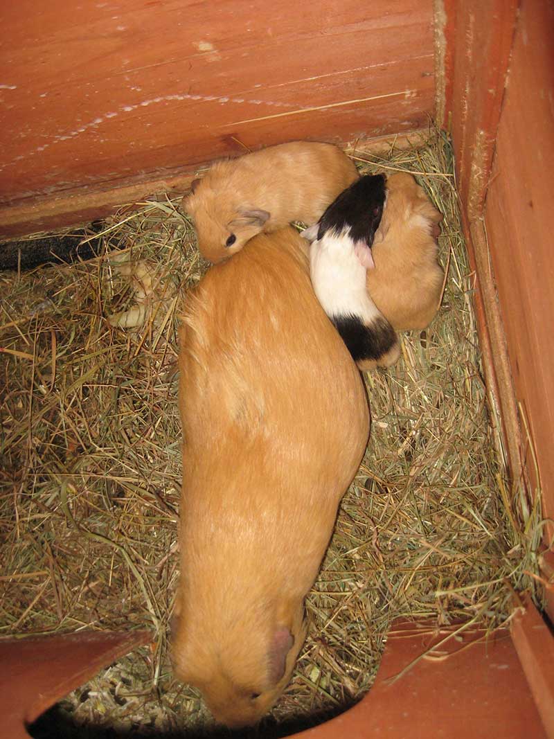 Baby guinea pigs with mother in hutch with straw