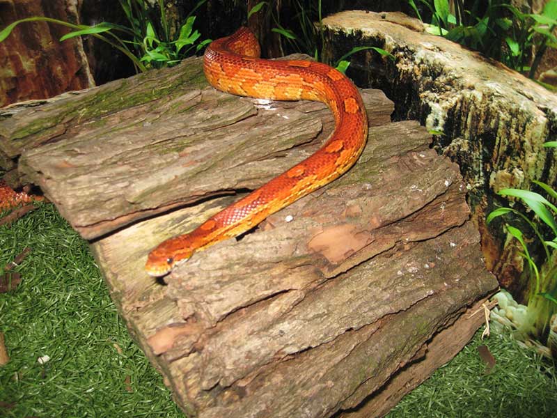 Orange snake rests on a log in reptile tank