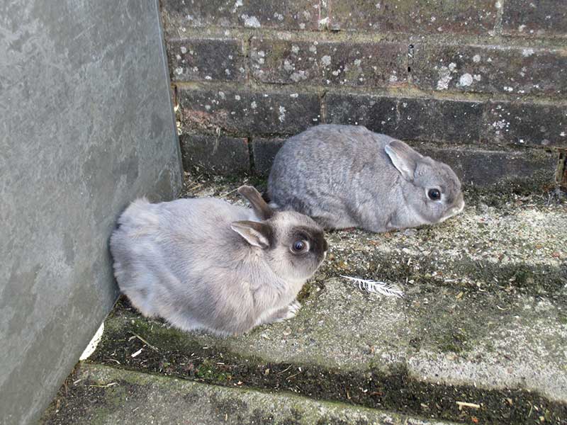 Two small grey rabbits in boarding facility