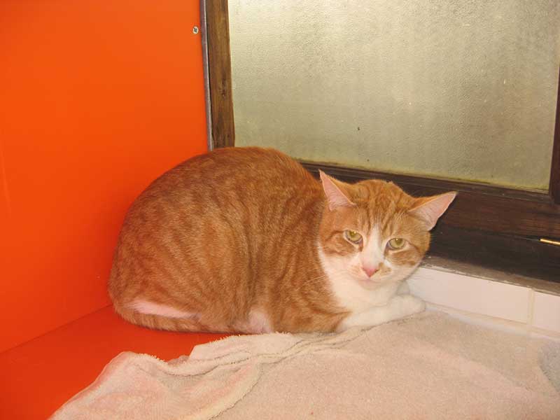 Ginger and white cat in kennels
