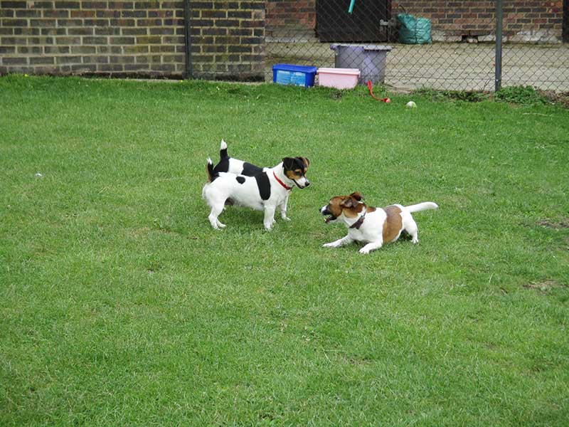 Dogs playing sociably in large paddock