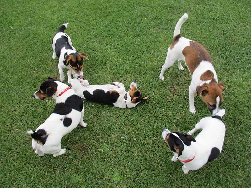 Five dogs play in a group outdoors