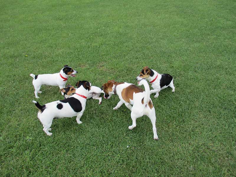 Five dogs wearing red collars at play in grassy area